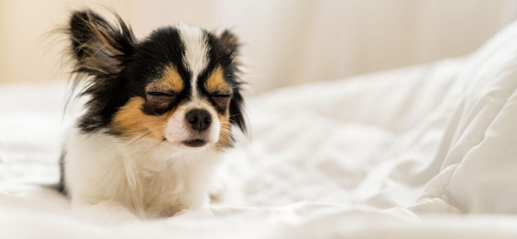 sleeping too much